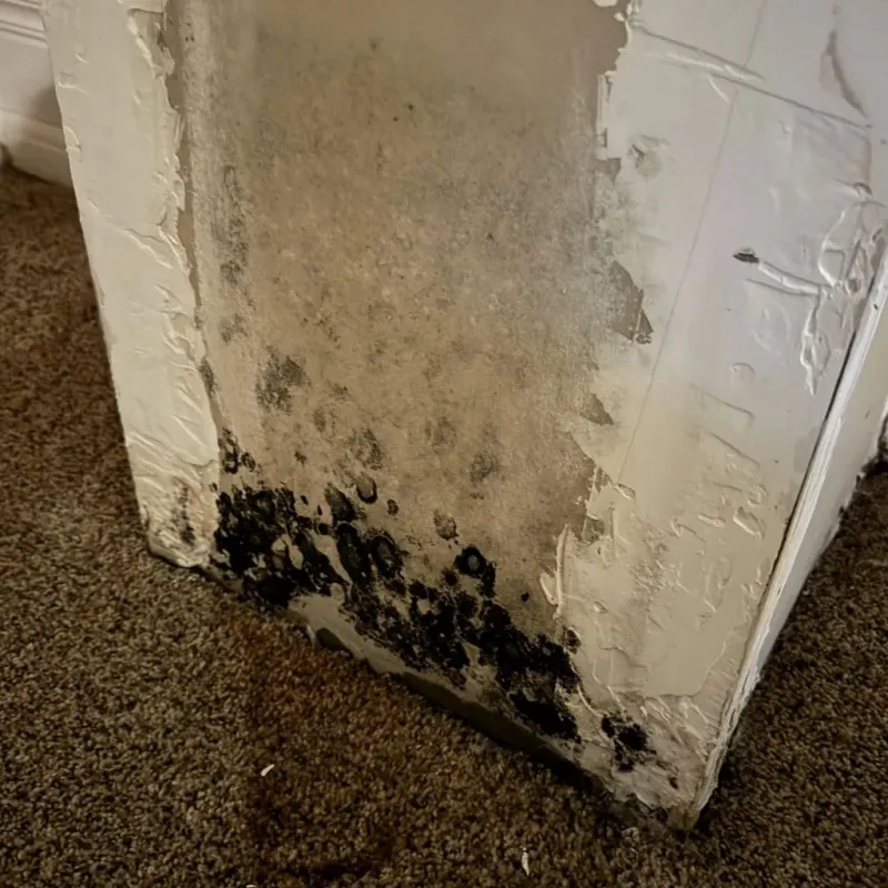 Professional Mold Removal in Warrington, FL